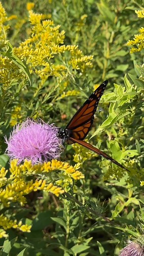 Jimmy Buffett Day on Reels