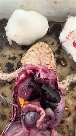 Toad dissection with limited equipment… improvise