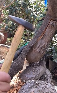158K views · 571 reactions | The Best Technique Method of Planting a Tree Seedling | MAN TV | Facebook