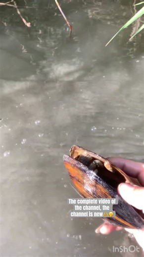 #catchoftheday #fish #fishing #nature #gonefishing #carp #wildlife #adventuretime #birds