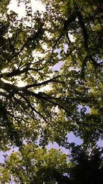 4K Nature Preview 🌳 Cloud Shadows & Layered Summer Trees