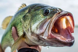 The 3 Best Patterns for Post-Spawn Bass Fishing - Game & Fish