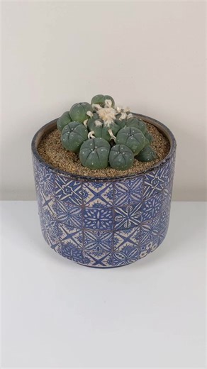 12K views · 354 reactions | Learn to grow peyote. #cactus #plants #onlinecourses | Sacred Buttons | Facebook