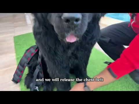 RESCUE’S DOG | Water Rescue Harness for Dogs | Elite Bags