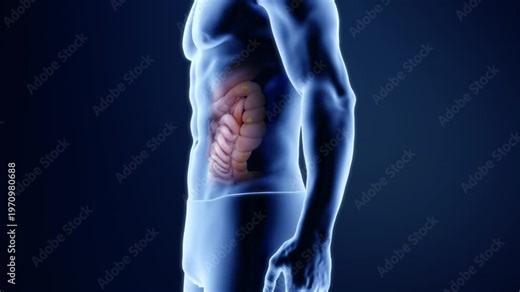 Man getting fat and gaining weight, junk food and overeating leading to obesity, excess fat, from slim figure to overweight figure, Obesity animation, Alpha channel. Holographic images. 3D animation.