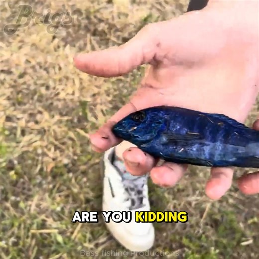 52K views · 1.8K reactions | Highlights - What we catch with these fish traps are shocking me! | Brigs Fishing Team | Facebook