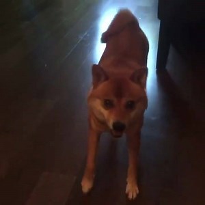 5.7K views · 398 reactions | My daily happy dance when the humans walk in ☀️ #thedancingdoge | The Dancing Doge | Facebook