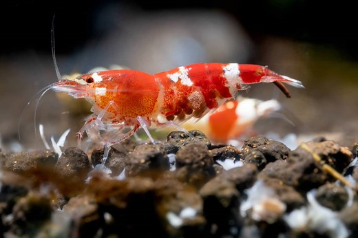 7 Easy Aquarium Invertebrates