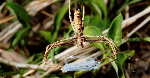 Arachnophobes Beware: These Are the Biggest Spiders on Earth