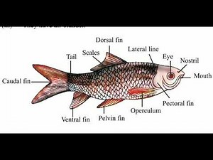 Pratical file| science| lab manual|how to make science lab manual