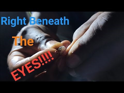 Night Crappie Fishing With Minnows and the Green Light [Lake Pleasant July 5, 2021]