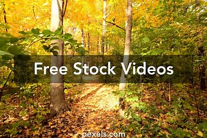 Nature Walk Videos, Download The BEST Free 4k Stock Video Footage & Nature Walk HD Video Clips