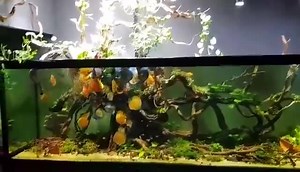 One of the most beautiful Discus Tank Videos