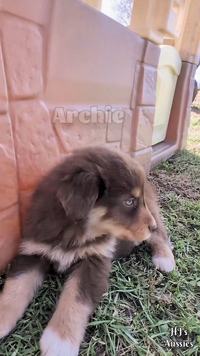 💥SCOOP the POOP!💥 Part of the not so glamorous side of raising puppies is poop maintenance 💩😅 But we still have a fun time with the puppies and the dog's shenanigans! Calvary runs the camera while I do the rakin' and Jed does the playin' ❤️🙂 | HJ's Aussies