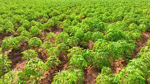 A tapestry of green blankets the landscape, a flourishing tapioca plantation. Its dense growth signifies fertile soil and dedicated cultivation, ensuring a bountiful harvest for sustenance.