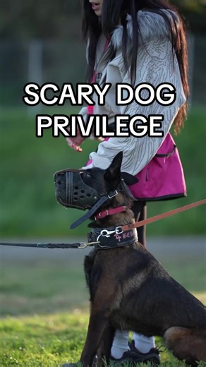 I’ll let my dogs do the running☺️ #scarydogprivilege #doberman #malinois