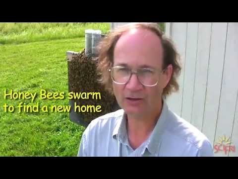 Why Honey Bees Swarm
