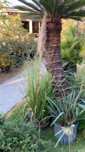 erina nishioka___西岡 英里奈 on Instagram: "前日搬入が完了し、明日から2日間 〝さんたあな植物園〟が開催です！ 是非！お越しください。 出店者 ・plant container products (アガベ/奈良) @plant_container_products ・vandaka plants (ビカクシダ/京都) @vandaka_plants ・市野伝市窯 ※ワークショップ（伝市鉢窯元/兵庫） @denichi_gama ・波平食堂 (食堂/久留米) @namihey_hayashi (11/9のみの出店) ・SANTA ANA garden (オージープランツ/久留米) @santaanagarden ・西岡英里奈（陶芸作家/兵庫） @erina_nishioka_ がSANTA ANA garden に集結いたします。 日時 11月8日・11月9日 時間 10:00～16:00【両日】 場所 SANTA ANA garden（藤吉盛樹園） 【福岡県久留米市善導寺町木塚303-13 くるめ緑化センター内 #さんたあな植物園 #サンタアナガーデン