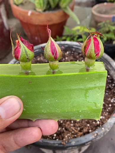 How to Grow Roses at Home: Expert Gardening Tips