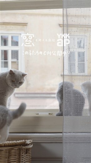 【この子たちのCM公開中 ＃7】窓と猫の物語「いつもの場所」篇｜YKK AP YKK AP CHANNEL↓ https://www.ykkap.co.jp/consumer/channel/cm/ #YKKAP #猫 #子猫 #猫動画 #窓と猫の物語 #TVCM #猫のいる暮らし #ブリティッシュショートヘア | YKK AP Inc.