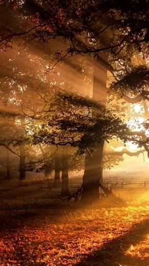 Trees, Leaves, Forest. Free Stock Video