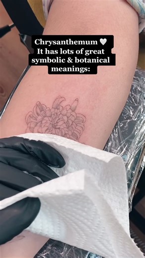 Chrysanthemum Symbolism and Meanings