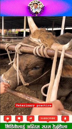 Cow Nose Piercing: Everything You Need To Know #piercecownose