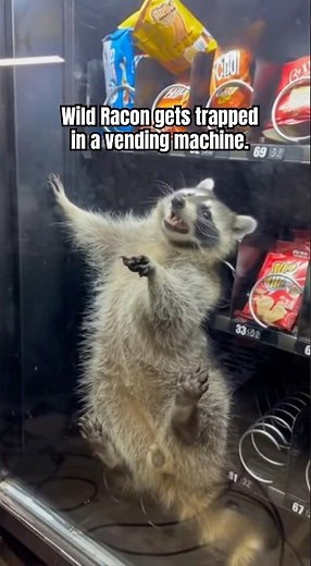 Racon gets stuck while stealing ! #racon #racondog #rodent #america #animalfails #funnyvids #shorts