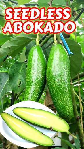 Seedless Avocado #Seedlessavocado #avocadovariety #avocadolovers #healthyeating #superfoods #nutrientrich #healthyfats #hearthealthy #healthyliving #avocadonutrition #fruitlovers #avocadorecipes #healthysnacks #avocadosalad #avocadotoast #plantbaseddiet #healthyrecipes #avocadobenefits #avocadohealth #deliciousandhealthy | Kabayang Manny