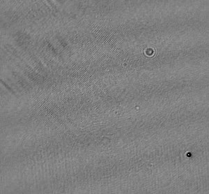 File:A-Submersible-Off-Axis-Holographic-Microscope-for-Detection-of-Microbial-Motility-and-Morphology-in-pone.0147700.s009.ogv - Wikimedia Commons