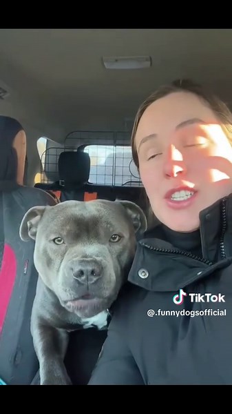 These dogs really said ‘we need to talk’ 😂 Their reactions are priceless! #TalkingDogs #funnydogs #DogComedy #petsoftiktok #hilariouspets