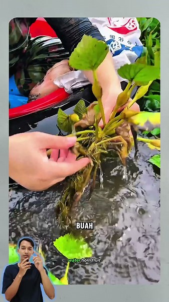 harvesting water chestnut in th swamp