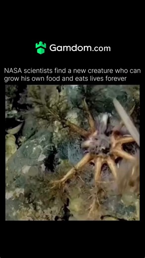 coldwar.iooo on Instagram: "You’re looking at one of the most shocking discoveries in modern science NASA scientists recently identified a mysterious organism that defies everything we thought we knew about life A creature that can grow its own food heal itself and theoretically live forever It doesn’t age the way humans do it doesn’t need sunlight and unlike any known species it can regenerate endlessly When damaged it simply rebuilds itself cell by cell like rewinding time Scientists say its b