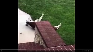 Dumbest defense mechanism on Earth? These goats that fall over if excited