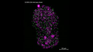 Observing developing life of small organisms with ZEISS Lattice Lightsheet 7. This is a C. elegans embryo at the late bean stage (~400 minutes post fertilization). Around 560 nuclei are marked in magenta (HIS-58::mCherry) and centrioles are marked in green (GFP::SAS-7). Cells in mitosis show a condensed signal of HIS-58::mCherry and centrioles at spindle poles. For more information on ZEISS Lattice Lightsheet 7, visit https://zeiss.ly/fb-lattice-lightsheet-7 Sample: courtesy of N. Kalbfuss, Gönc
