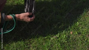 closeup hand picking up dog poop in the grass using a bag. This responsible act demonstrates pet ownership etiquette and environmental consciousness. High quality 4k footage