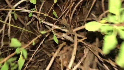 100K views · 651 reactions | Here’s a copperhead round up from...