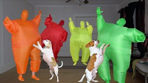 29K views · 458 reactions | Dogs get EPIC dance party surprise! | Maymo the Dog | Facebook