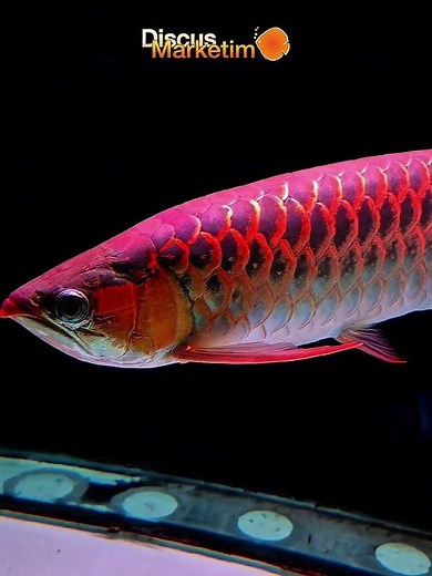 DİSCUS MARKETİM - RED AROWANA