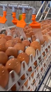 128K views · 2.3K reactions | Modernized Chicken Livestock Farming  when will these machines get to Ghana | The Ghanaian Farmer | Facebook