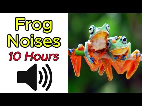 Frog Noises 10 Hours 🐸 Relaxing Night Ambience for Sleep, Study, and Meditation - 4K Video UHD
