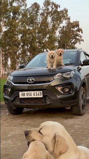 Labrador Puppy for Sale | Healthy & Pure Quality Labs | KCI Certified | Ambala