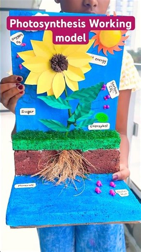 Diy Photosynthesis working Model 🌻 | School Project Idea #shorts #photosysthesis