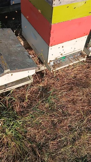 13K views · 327 reactions | Skunk damage. When your nice bees turn irritated, you may be dealing with a predator. #skunk #beekeeperslife #beekeeper #bees #beekeeping | Mueller Honey Bee | Facebook