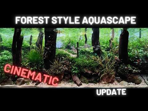 Forest Style Aquascape - 300l Cinematic Update