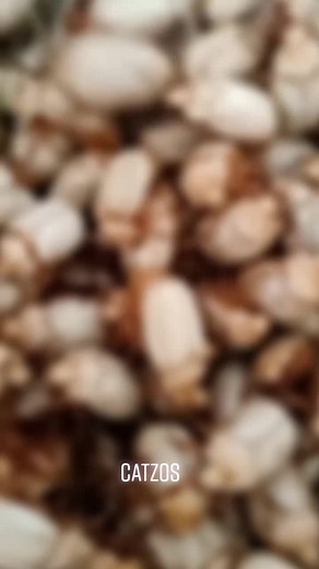 Exploring the Fascinating World of Beetles