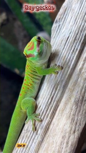 Day geckos #blog #wildlife #birds #naturelovers #zoo #animals #enjoy #travel #Lizard #Reptile