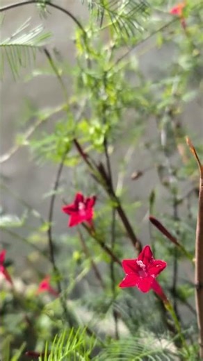 Red cardinal climber vine flower😍#redcardinal #viral #shorts