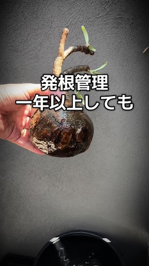 パキポディウムの発根管理のコツ