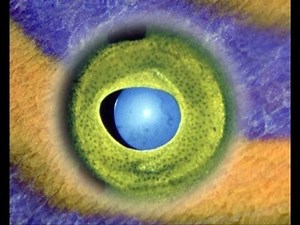 Fisheye Fantasea - award-winning underwater documentary film by Liquid Motion Film